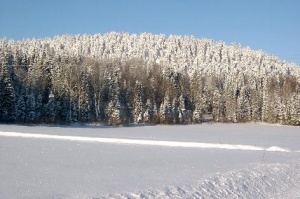 Klintboklack i vinterskrud